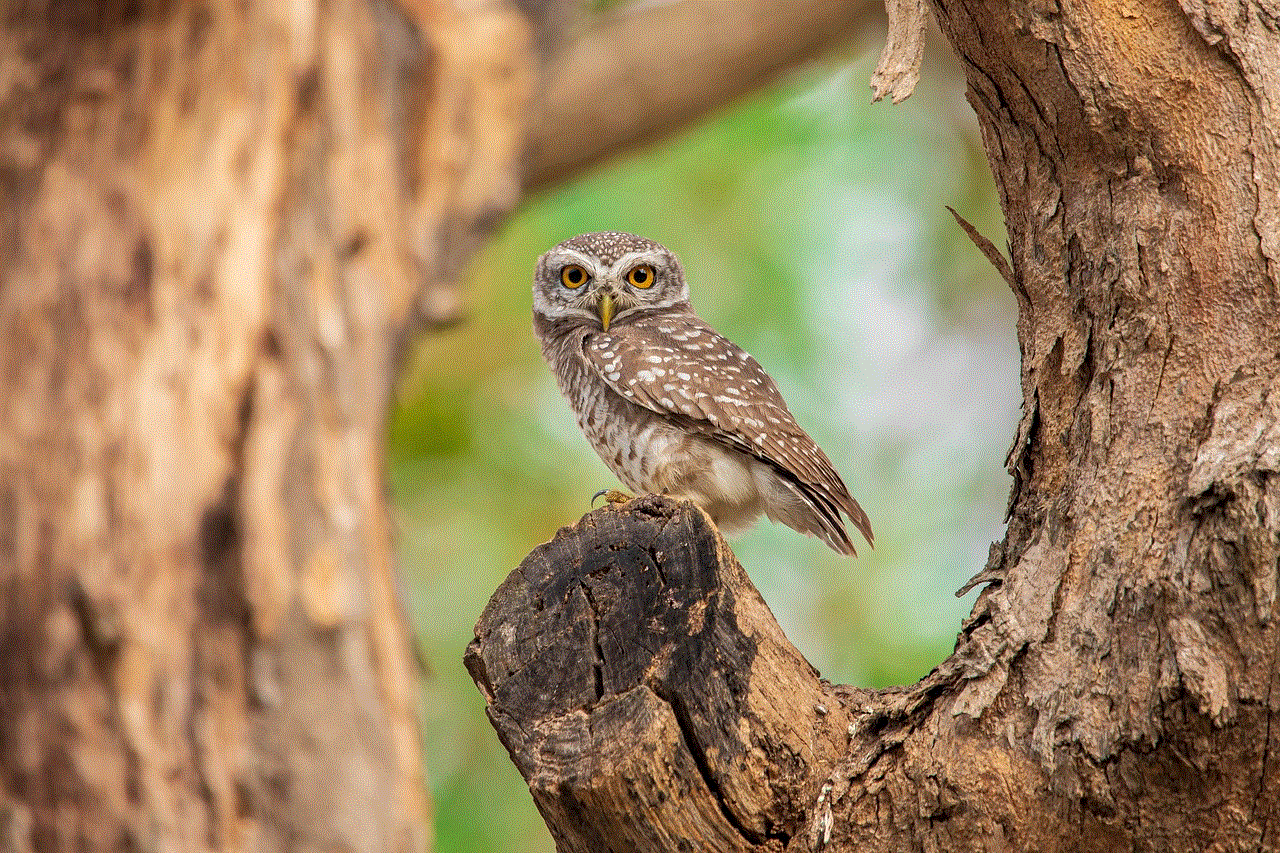 Spotted Owlet Bird