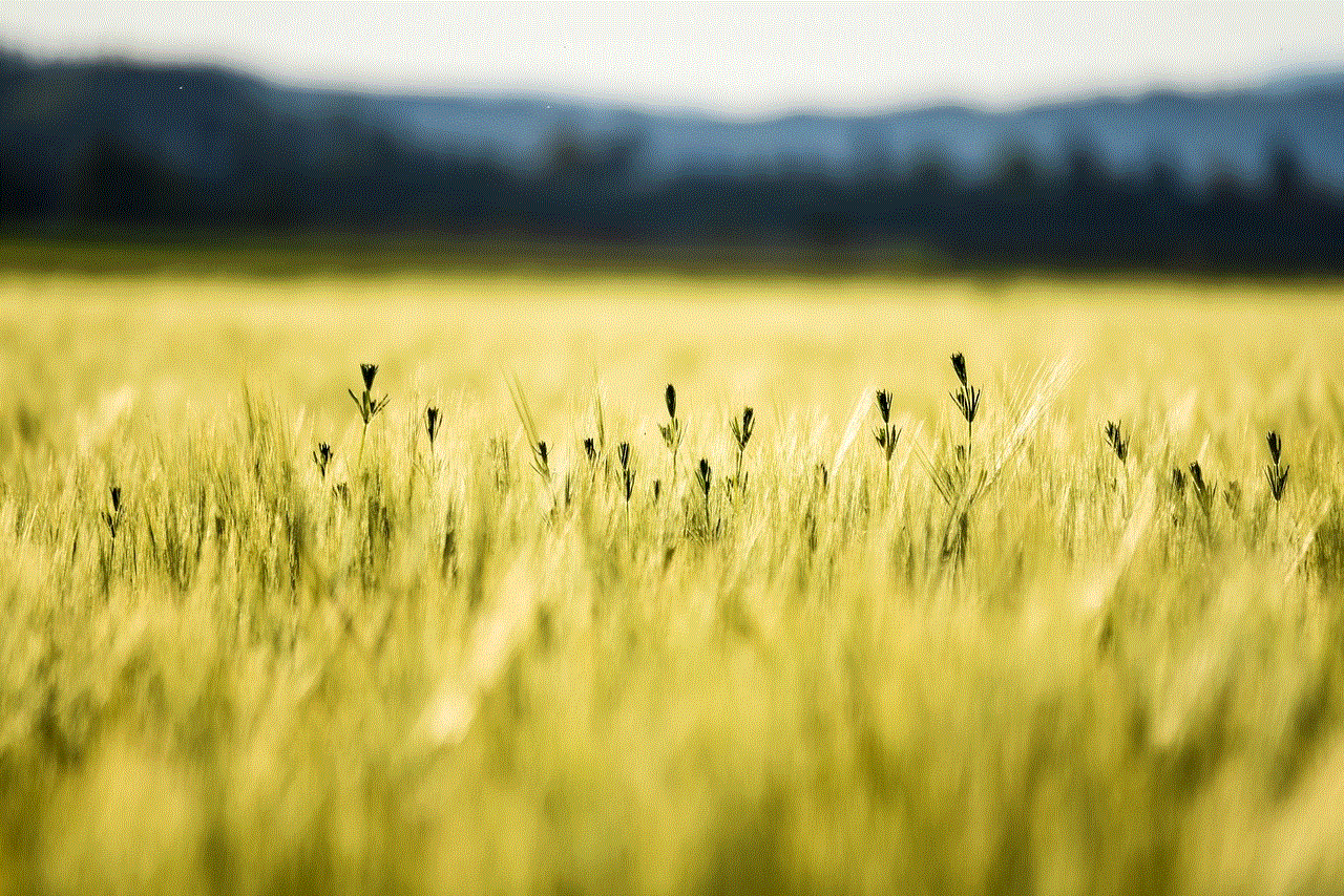 Cornfield Summer