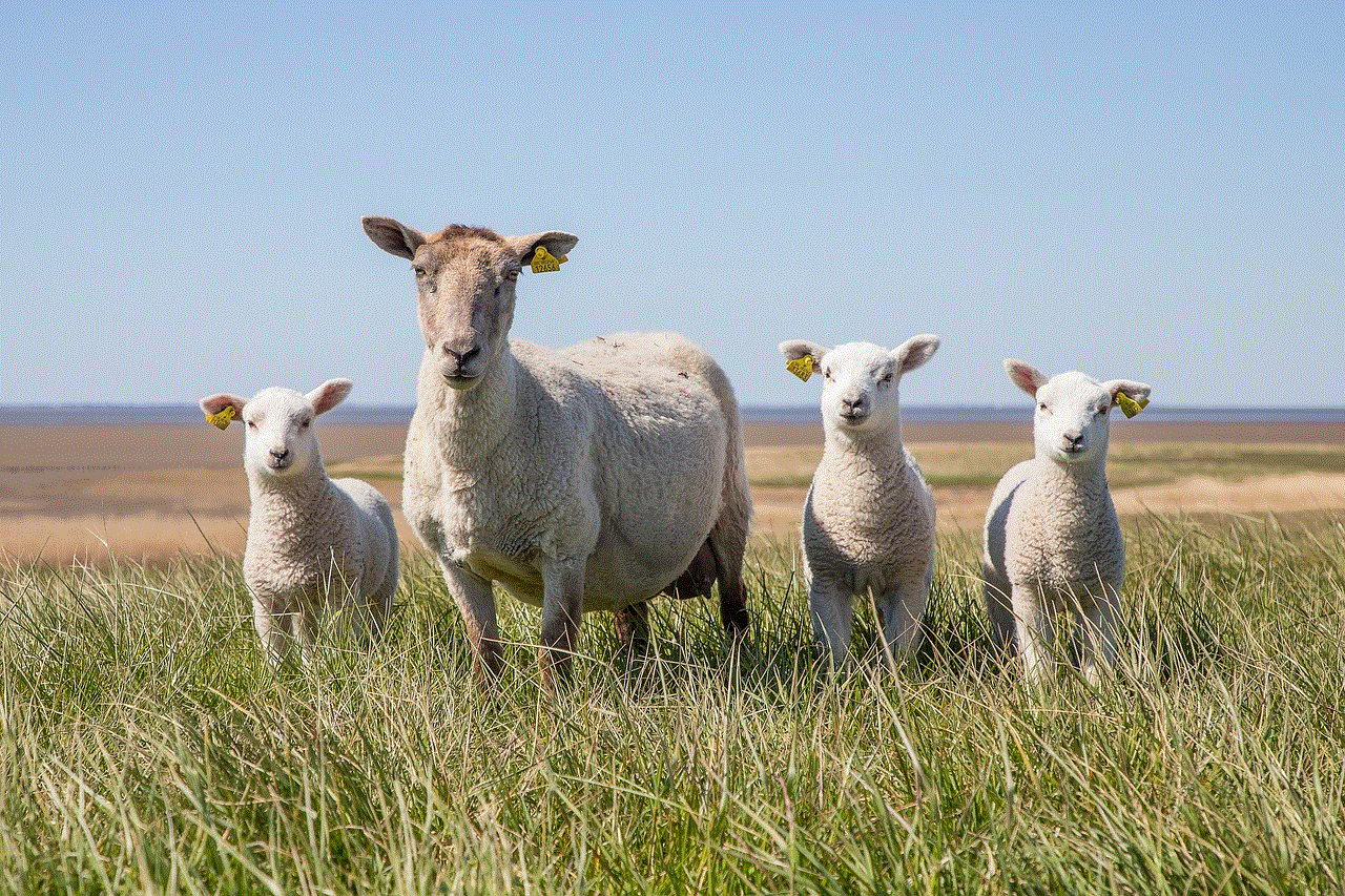 Sheep Lamb