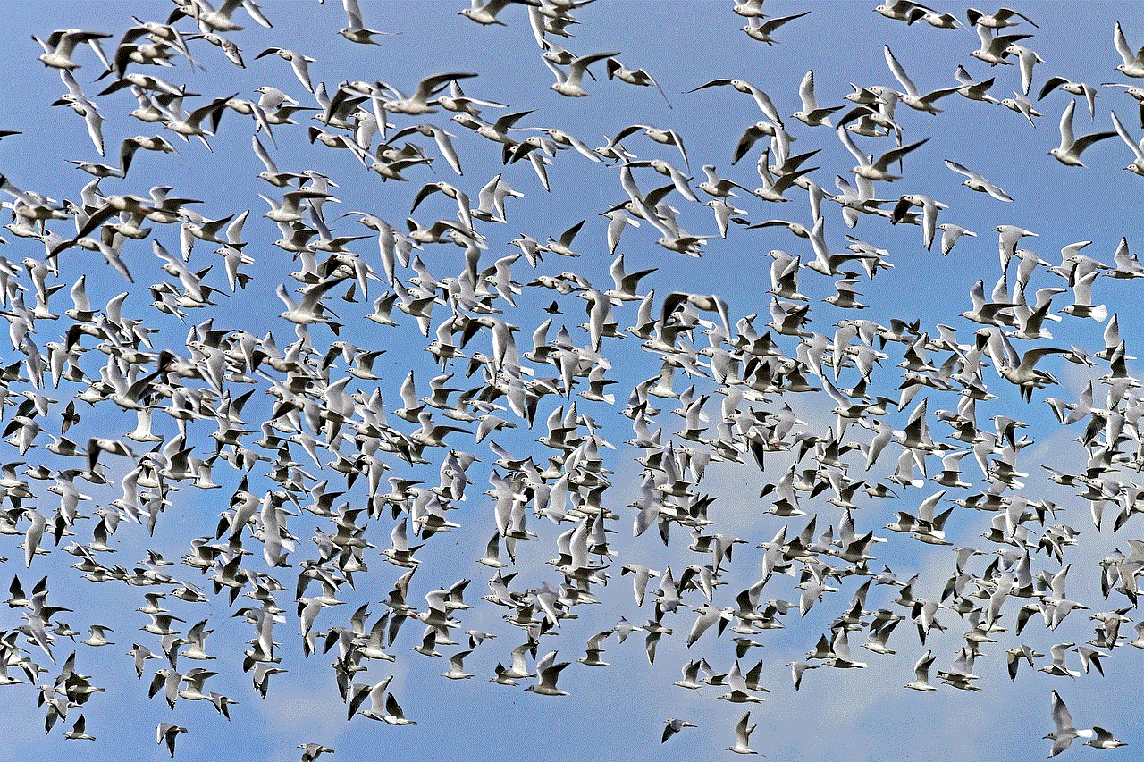 Black Headed Gulls Swarm