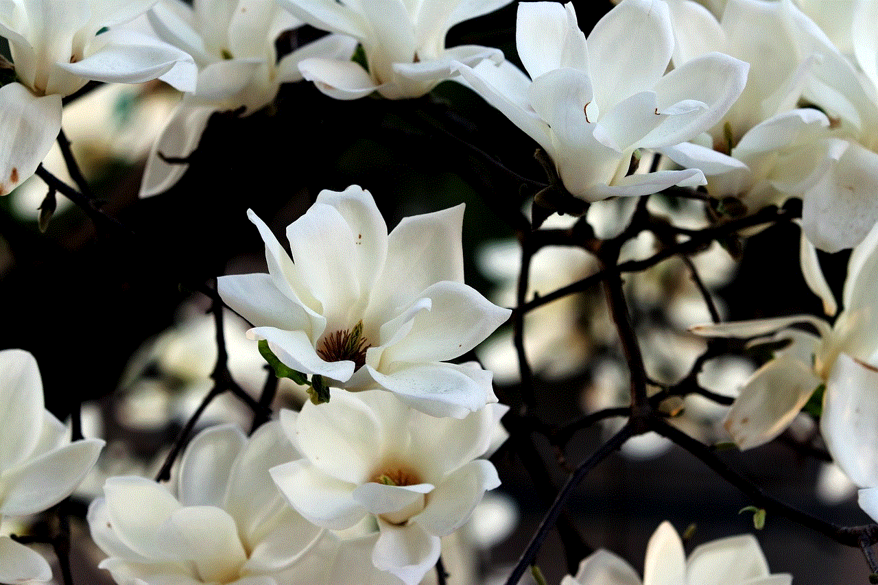 Magnolia Flower