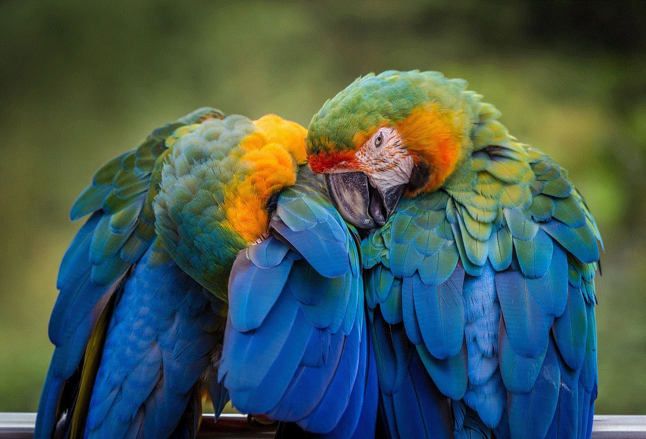 Bird Parrot