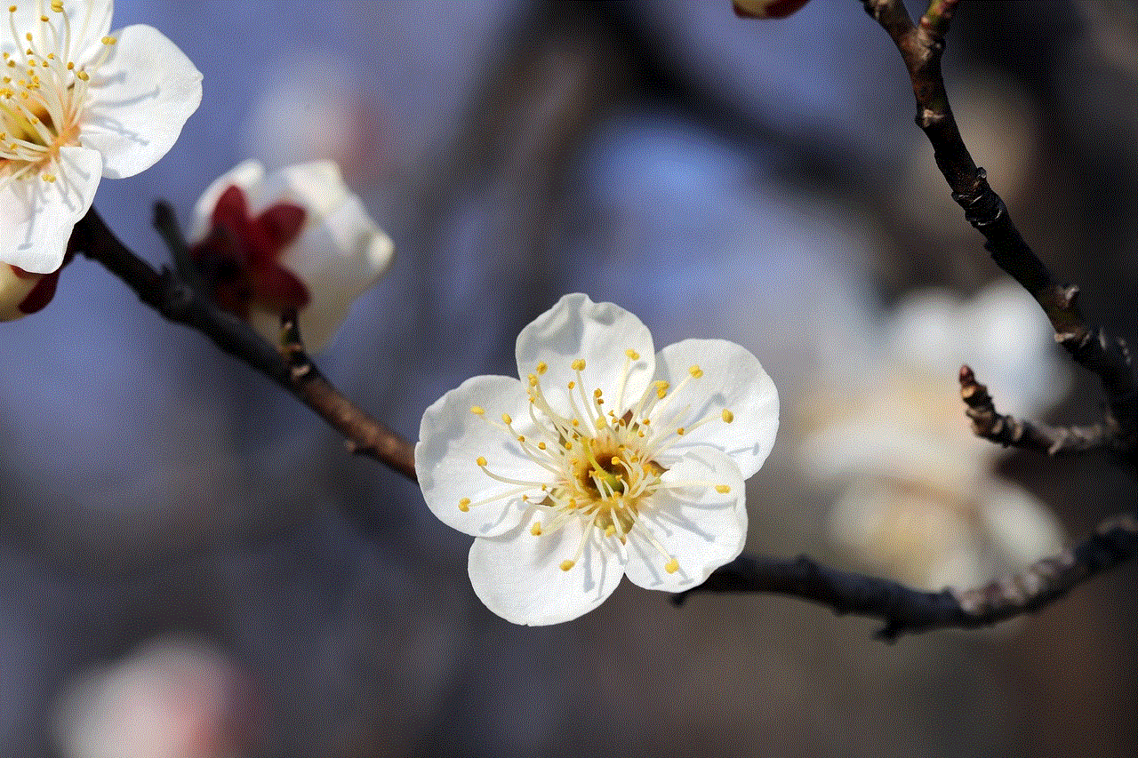 Flowers Spring Flowers