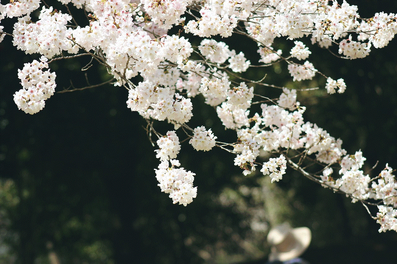 Sakura Flowers