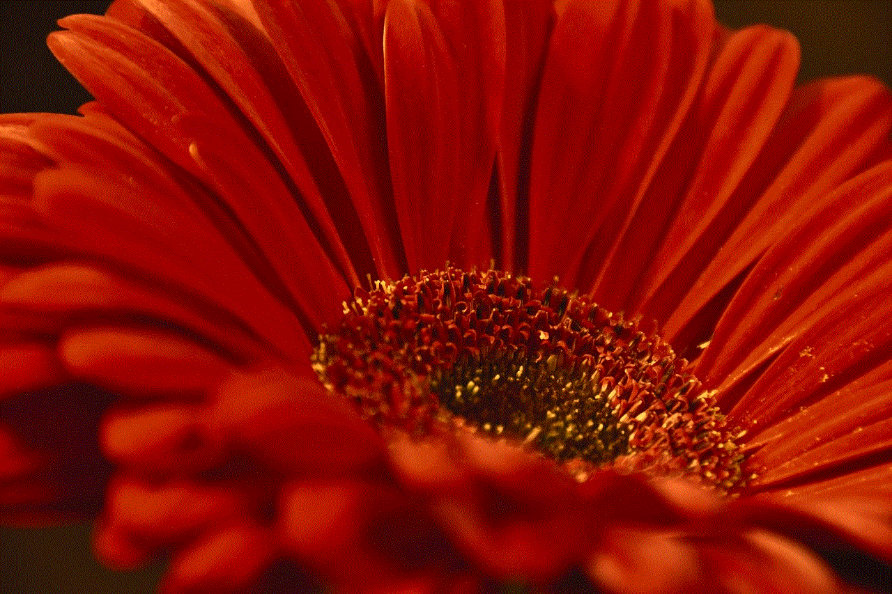 Gerbera Flower