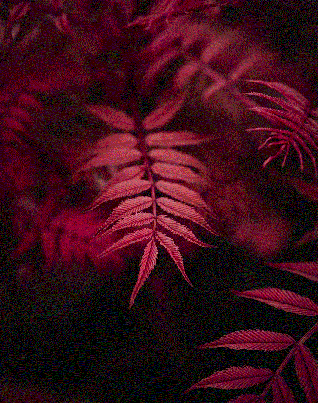 Plant Nature Plant Nature