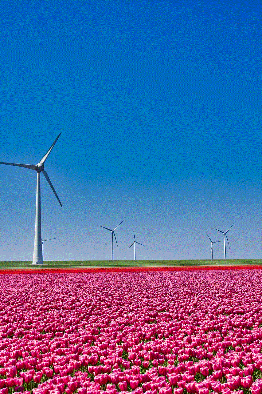 Tulips Field