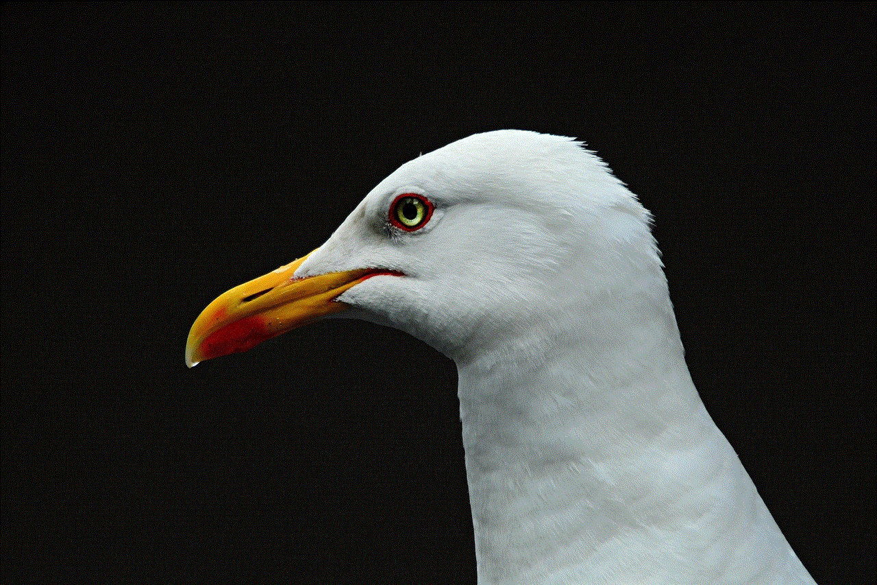 Sea Gull Sea Bird
