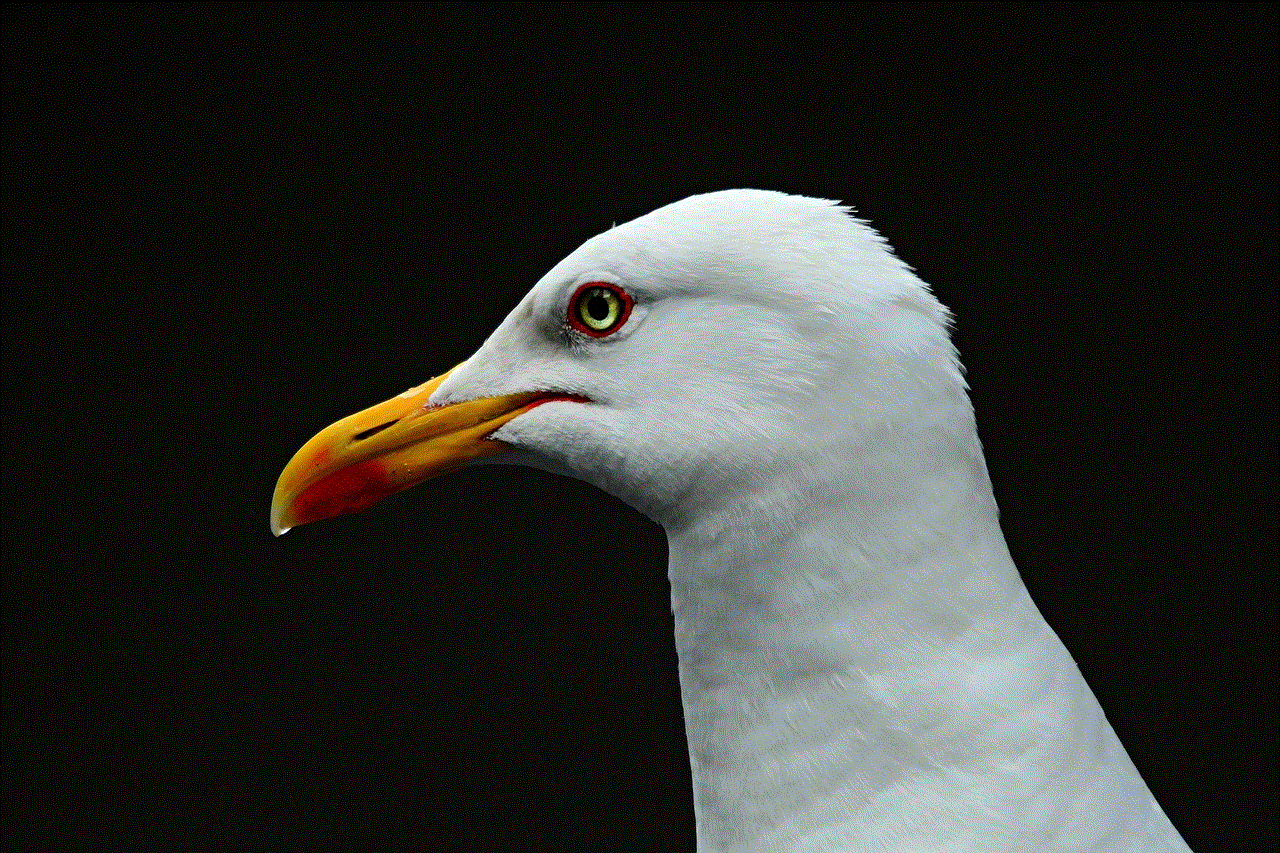 Sea Gull Sea Bird Sea Gull Sea Bird