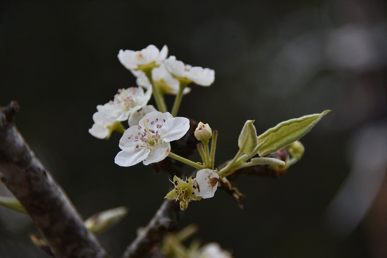 Pear Flower Flower