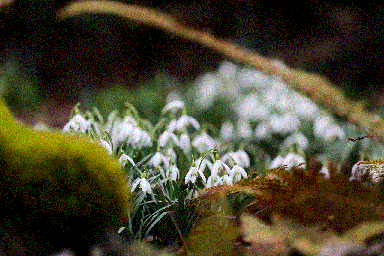 Flower Beautiful Flowers