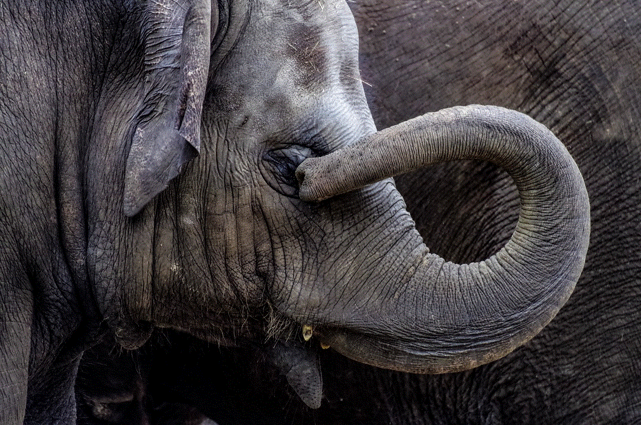 Elephant Cub Elephant Cub