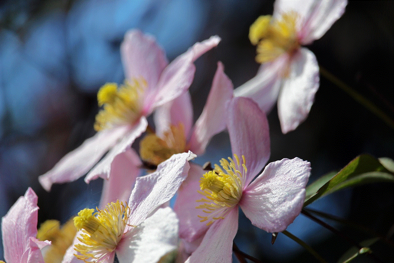 Clematis Climber Plant