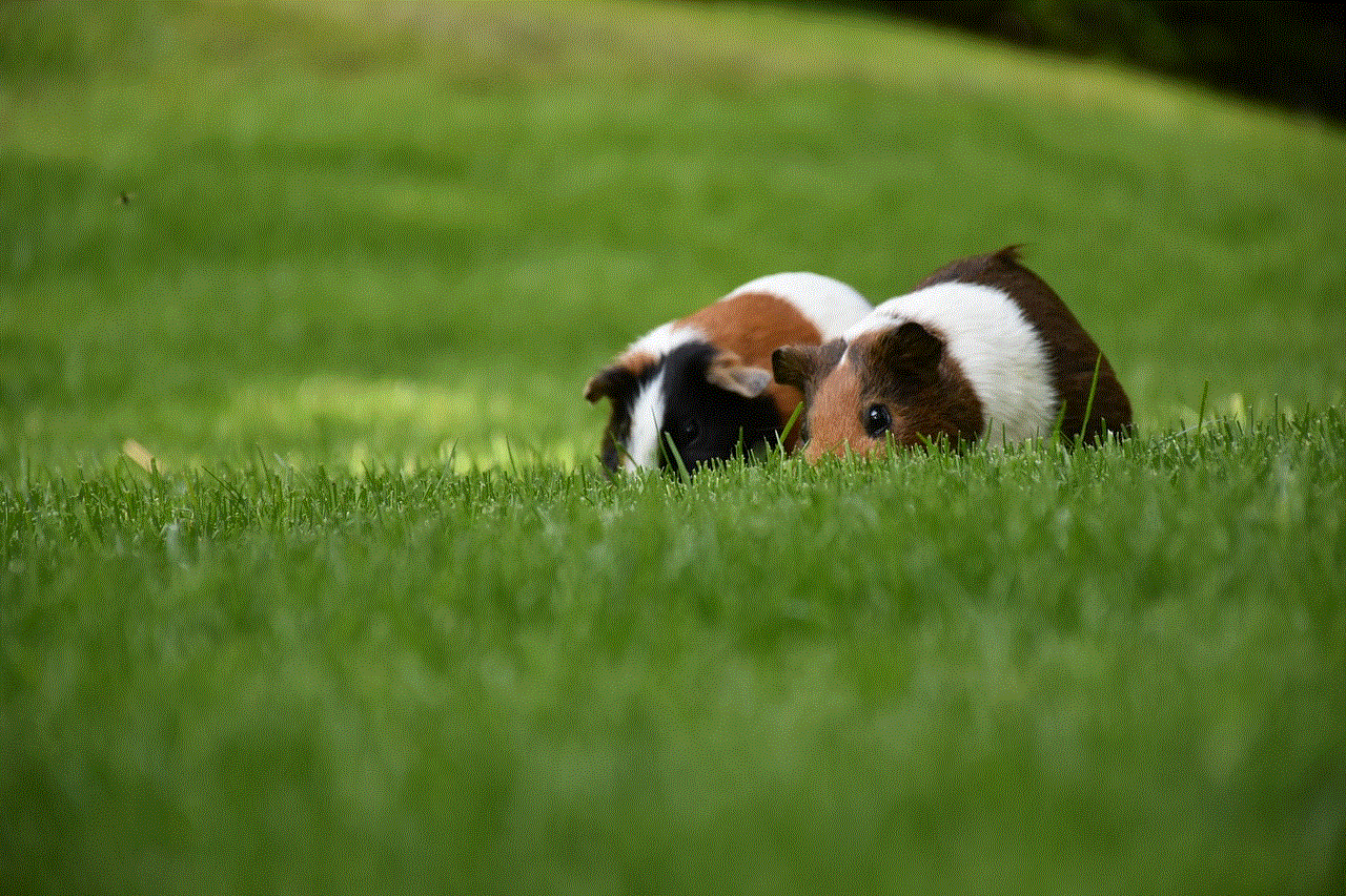 Guinea Pig Few