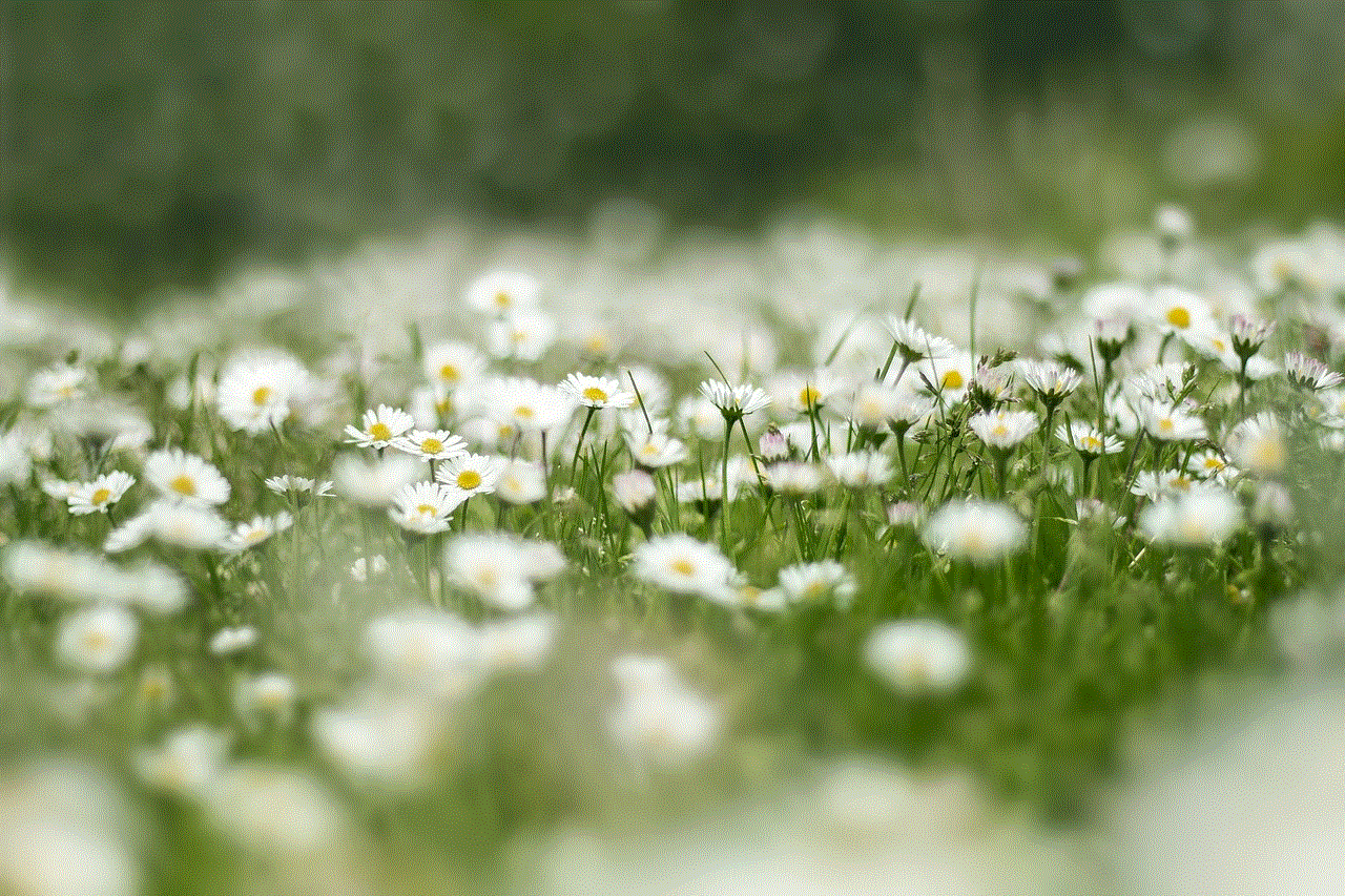 Flower Meadow Daisy