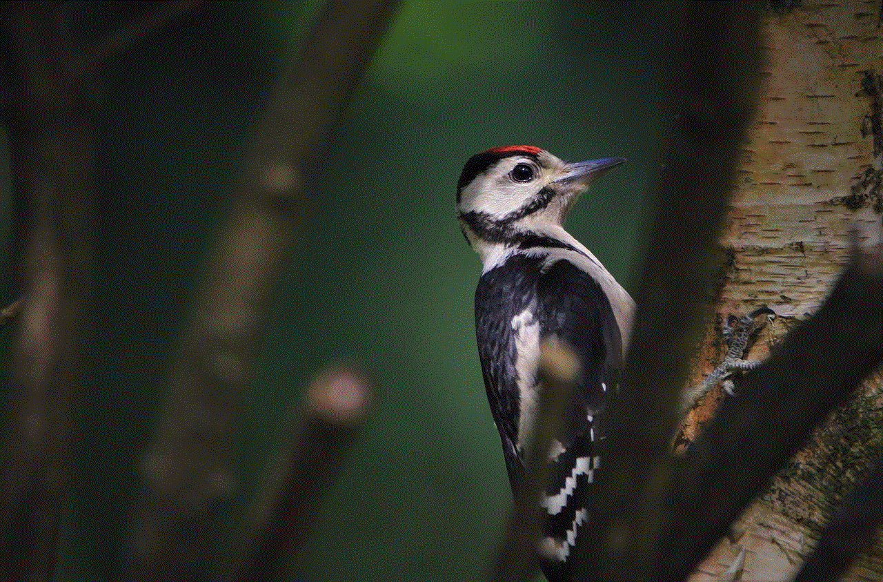 Great Spotted Woodpecker Woodpecker