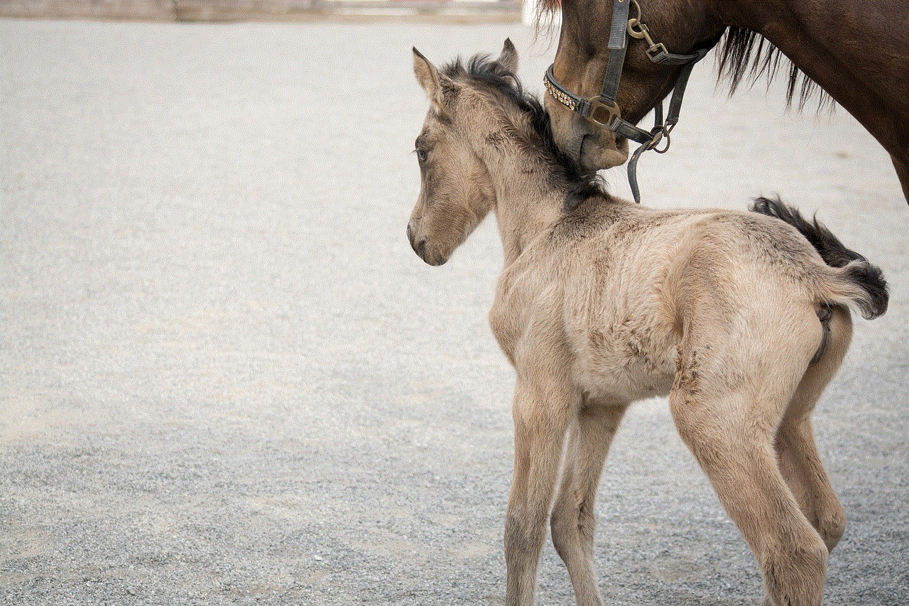 Foal Horse