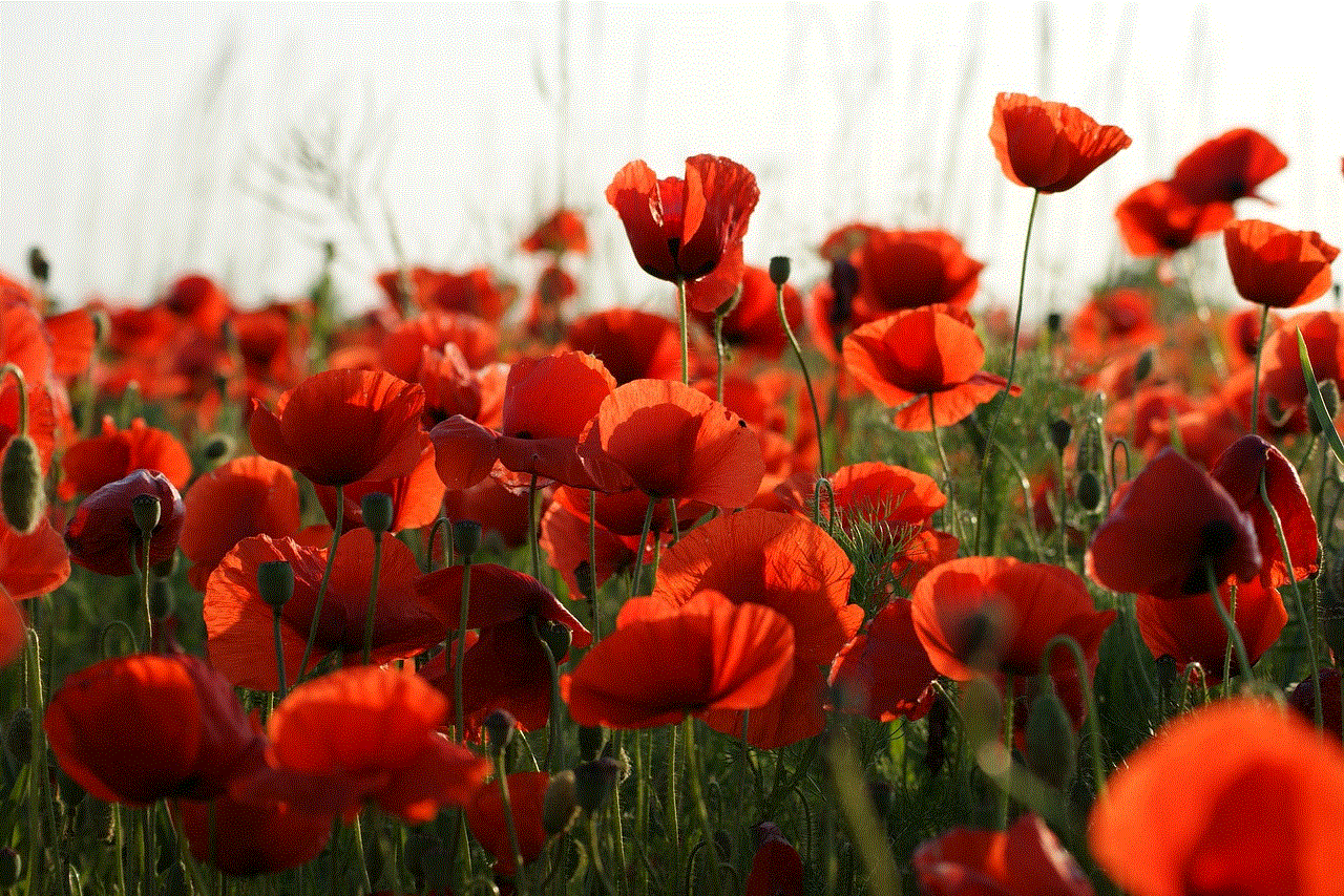 Poppies Meadow