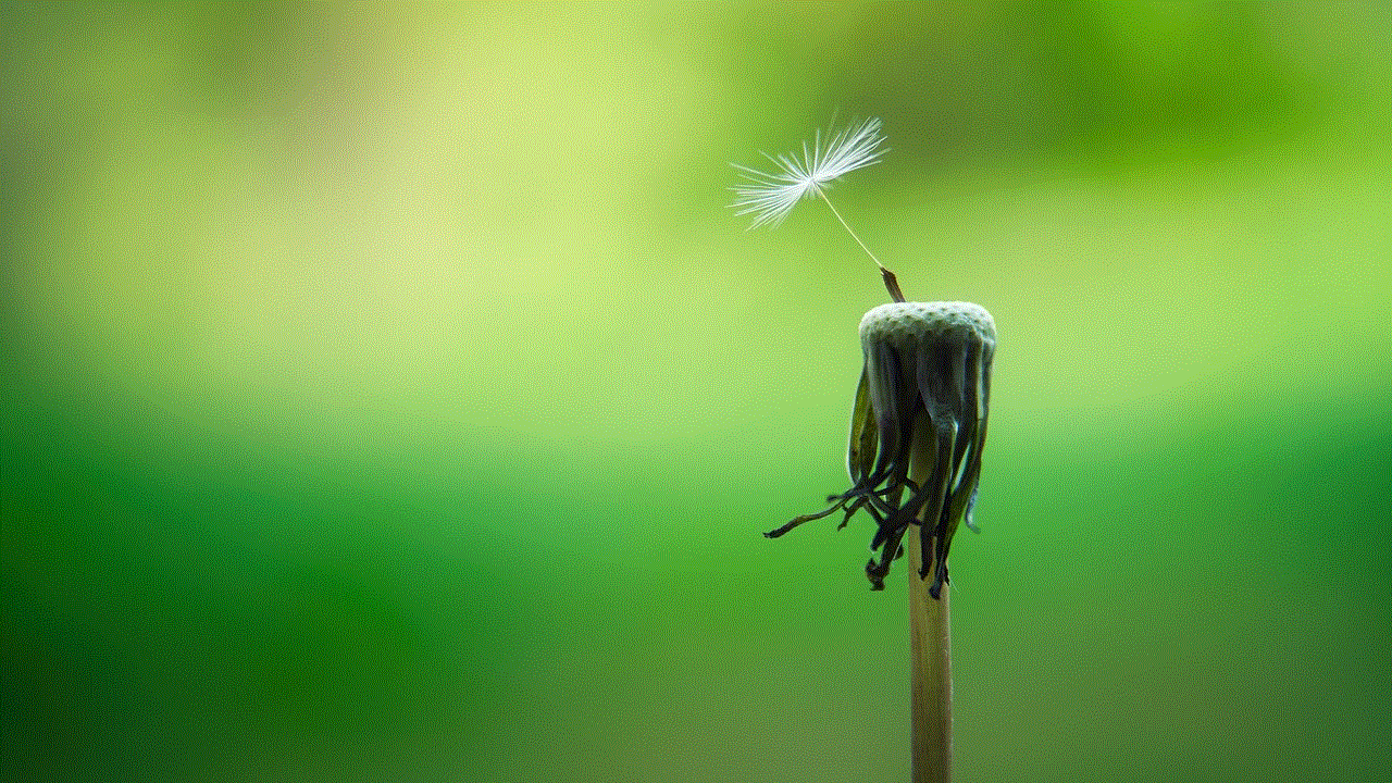 Dandelion Macro