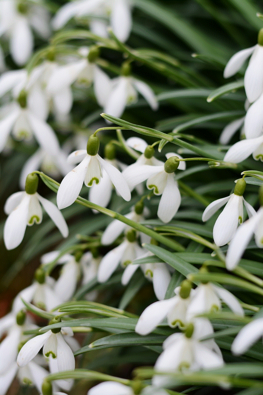 Flowers Plant