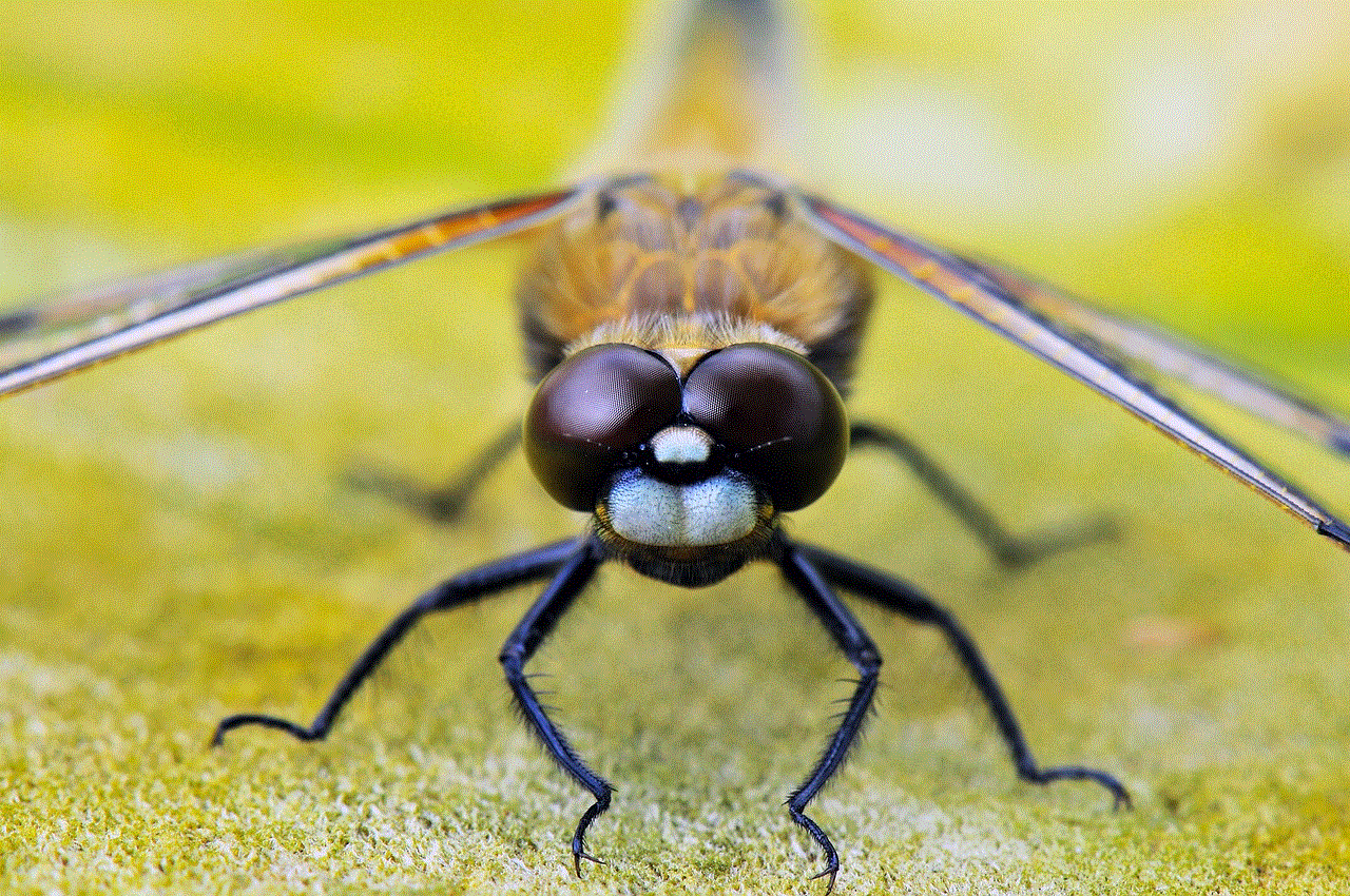 Four-Spot Dragonfly Animals