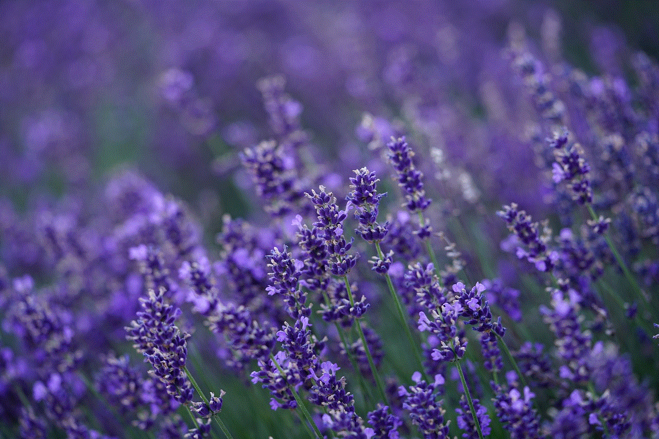 Lavender Flower