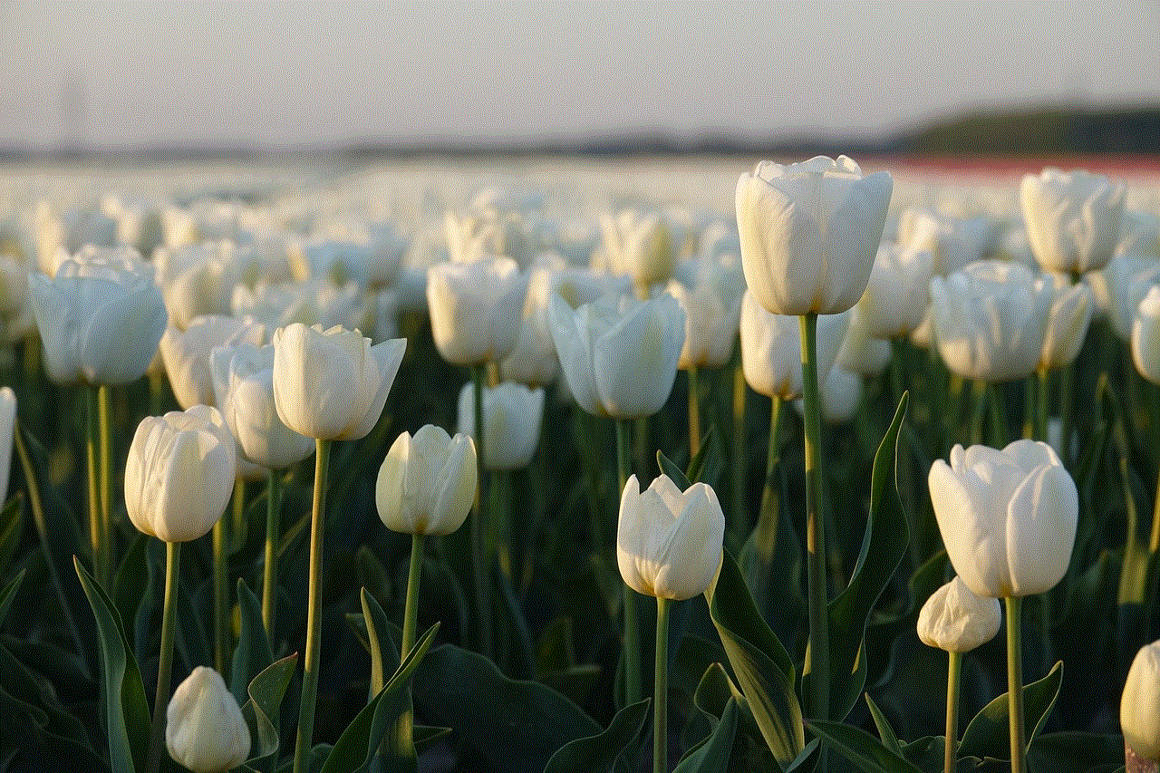 Tulips Tulip Field