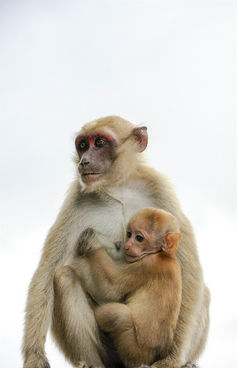 Monkey Animal Monkey Animal