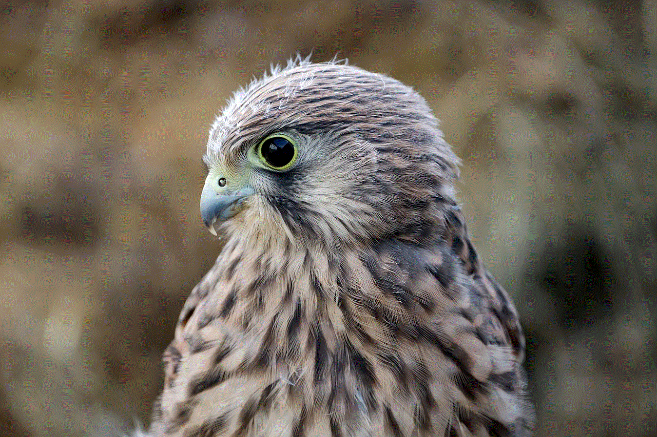 Falcon Young Hawk