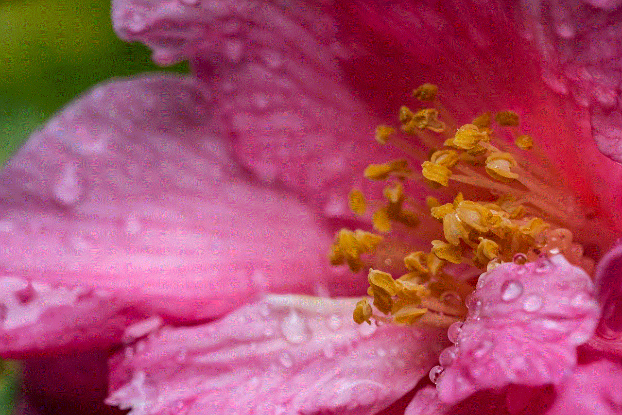 Pink Camillia