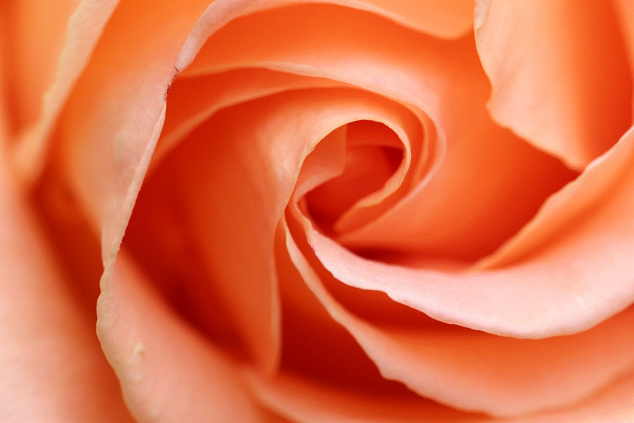 Rose Flower