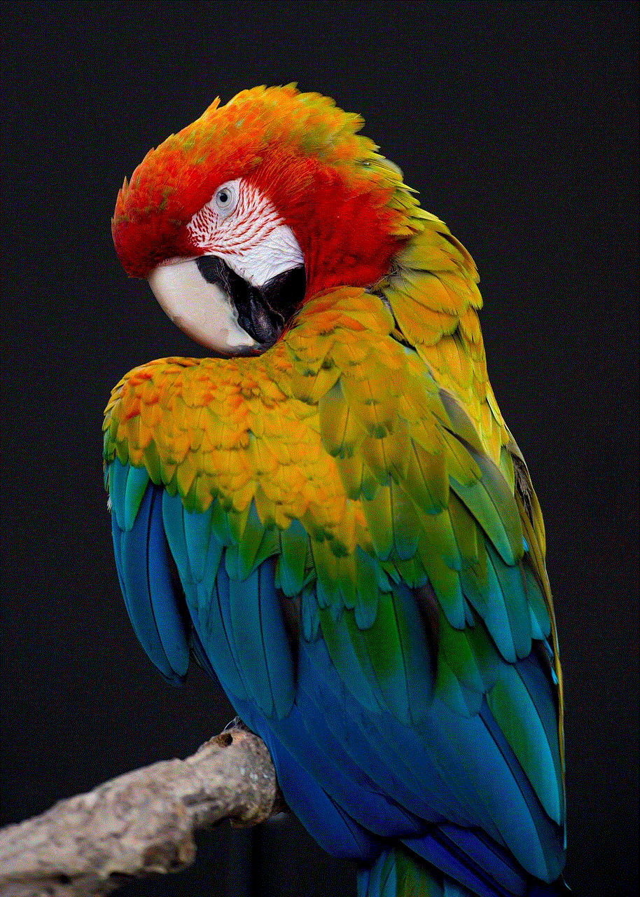 Bird Parrot