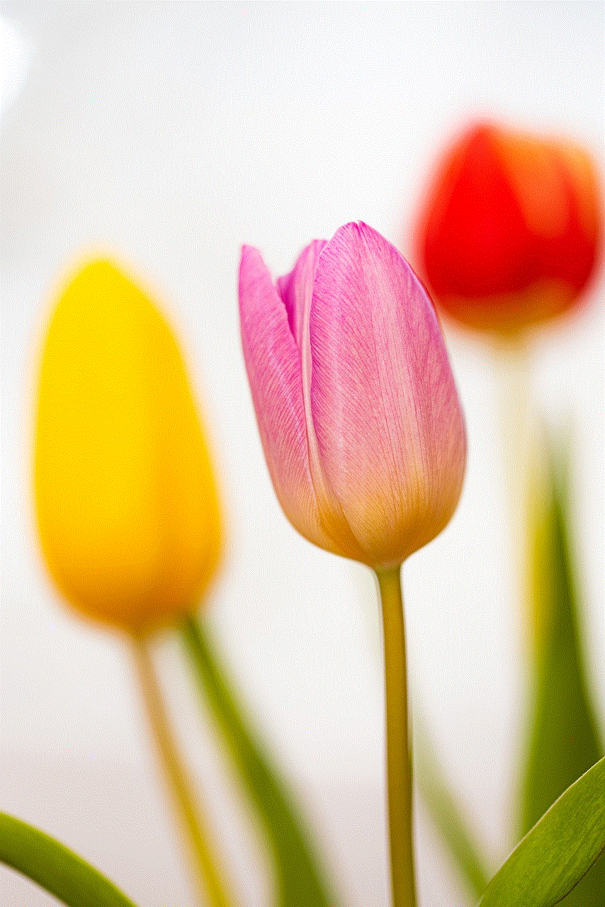 Tulips Flowers