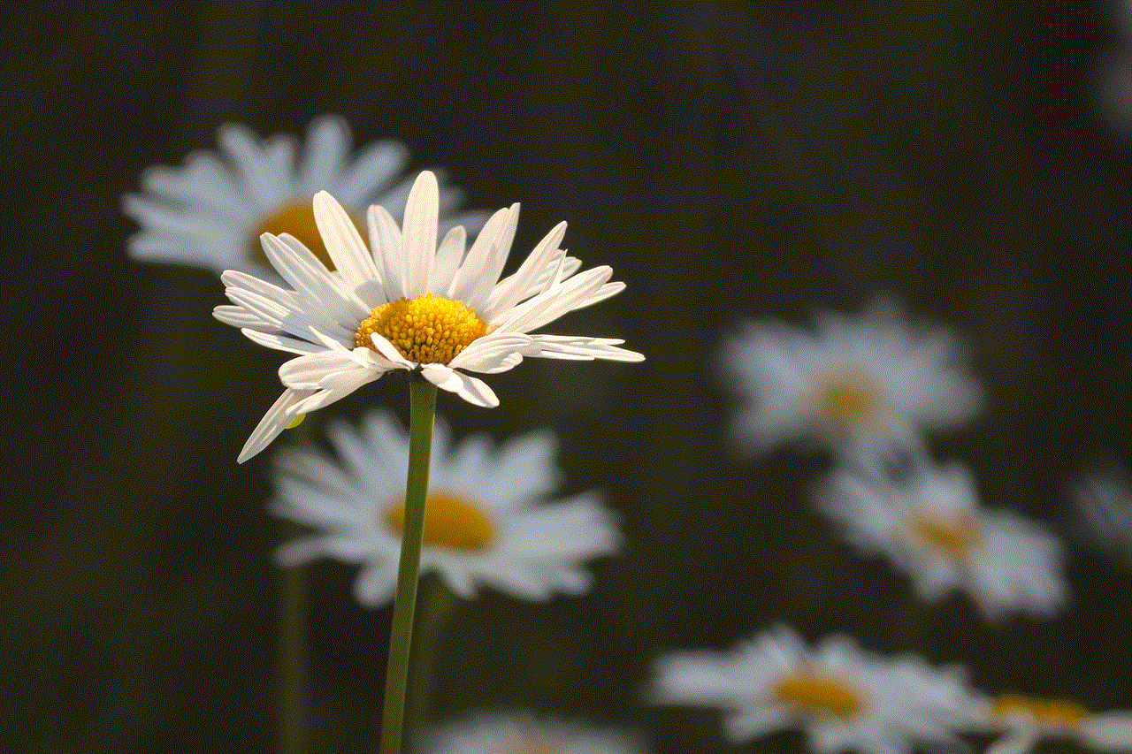 Daisies Flower Background