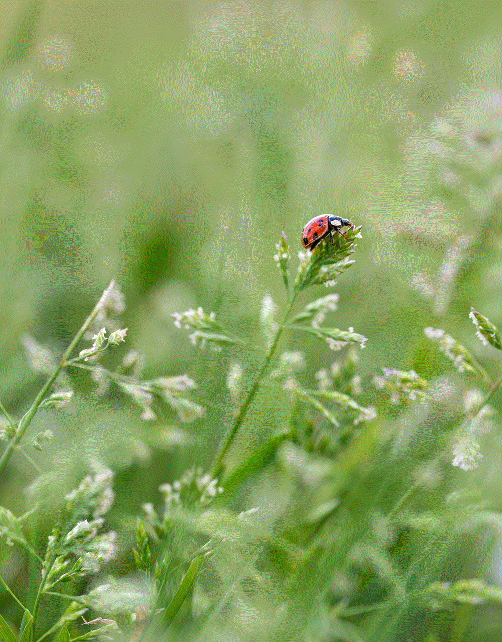 Small Ladybug