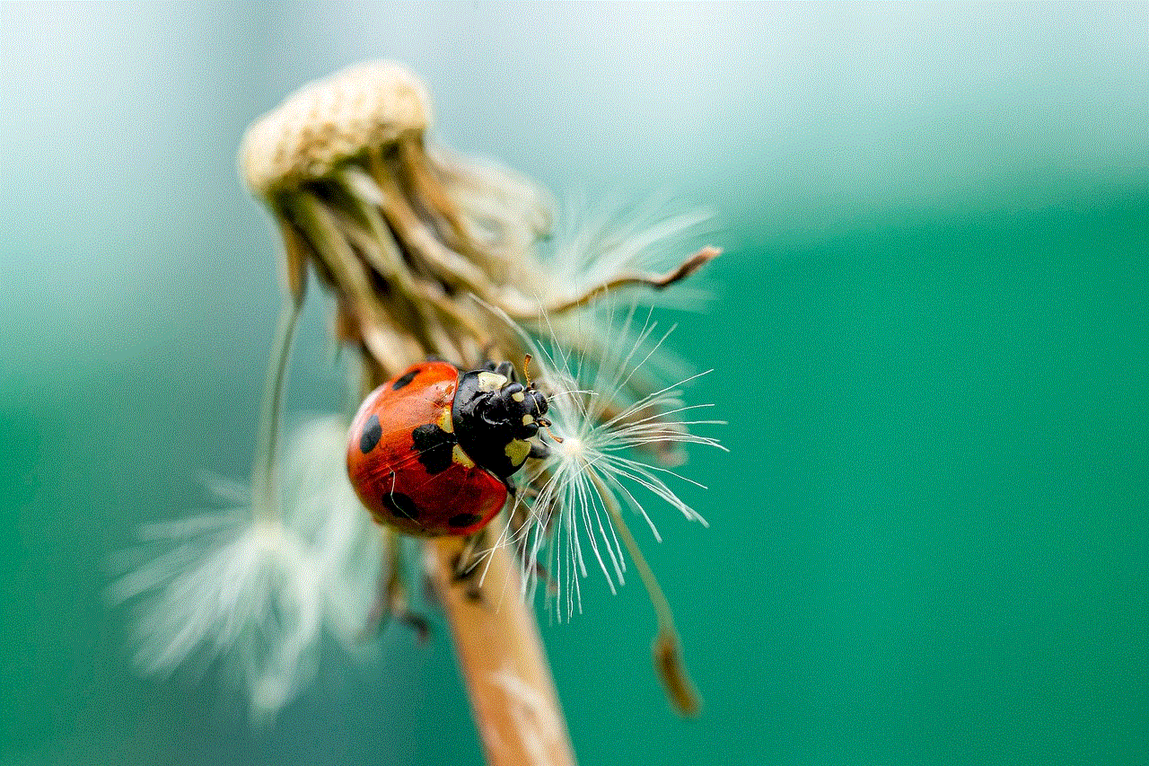 Ladybug Spring