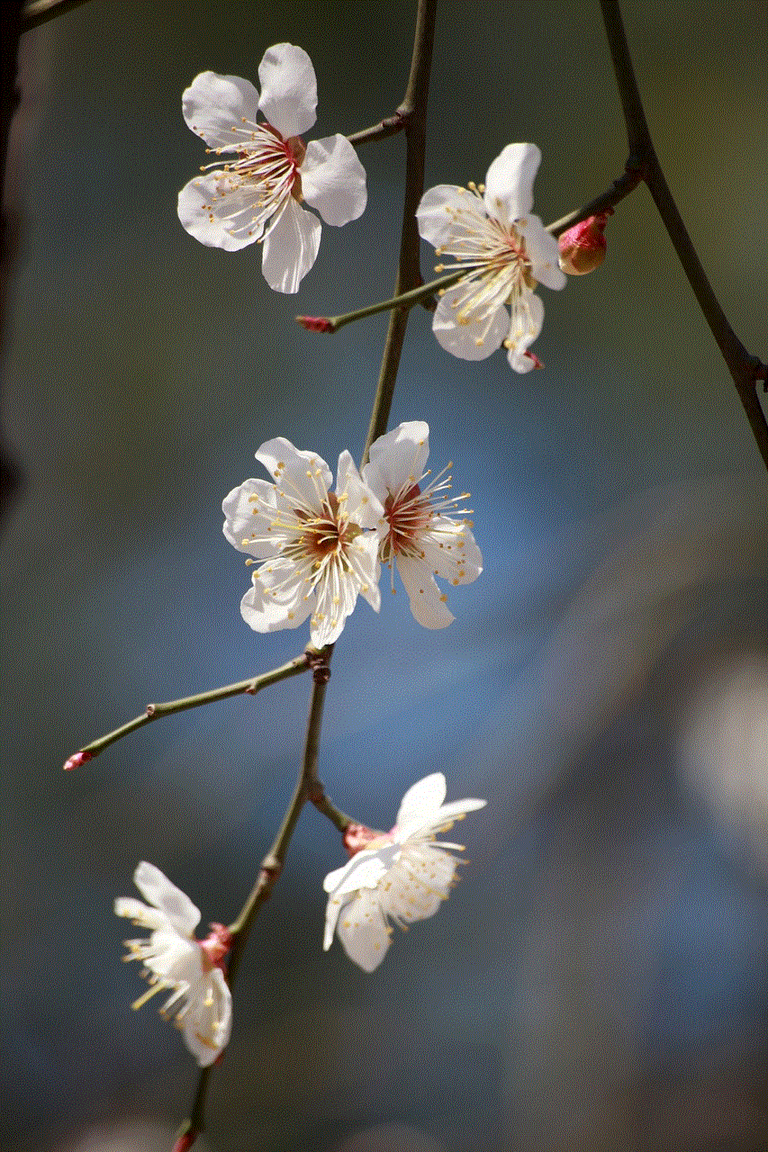 Plum Blossom Plum Blossoms