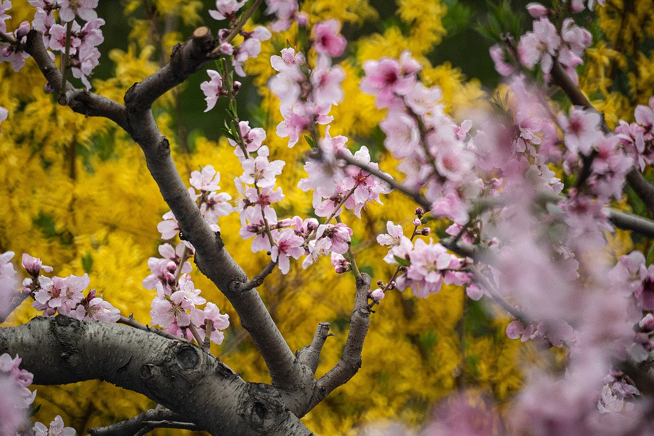 Cherry Blossoms Blossom