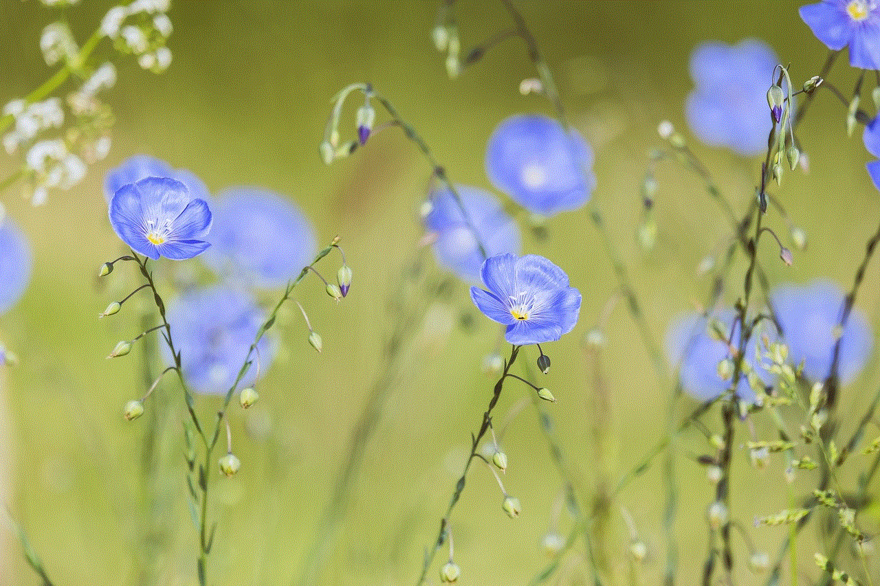 Blue Flax Perennial Flax