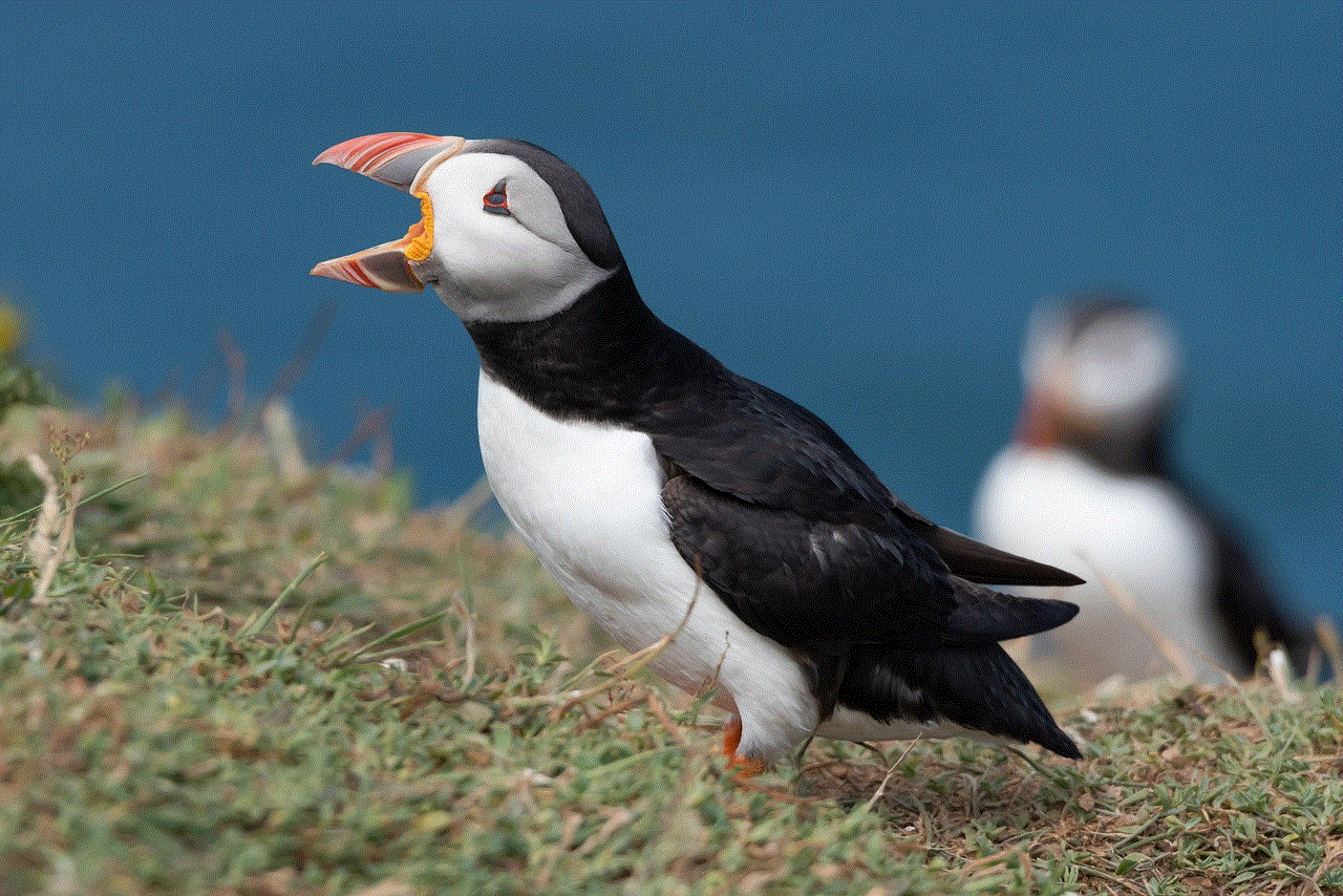 Puffins Birds