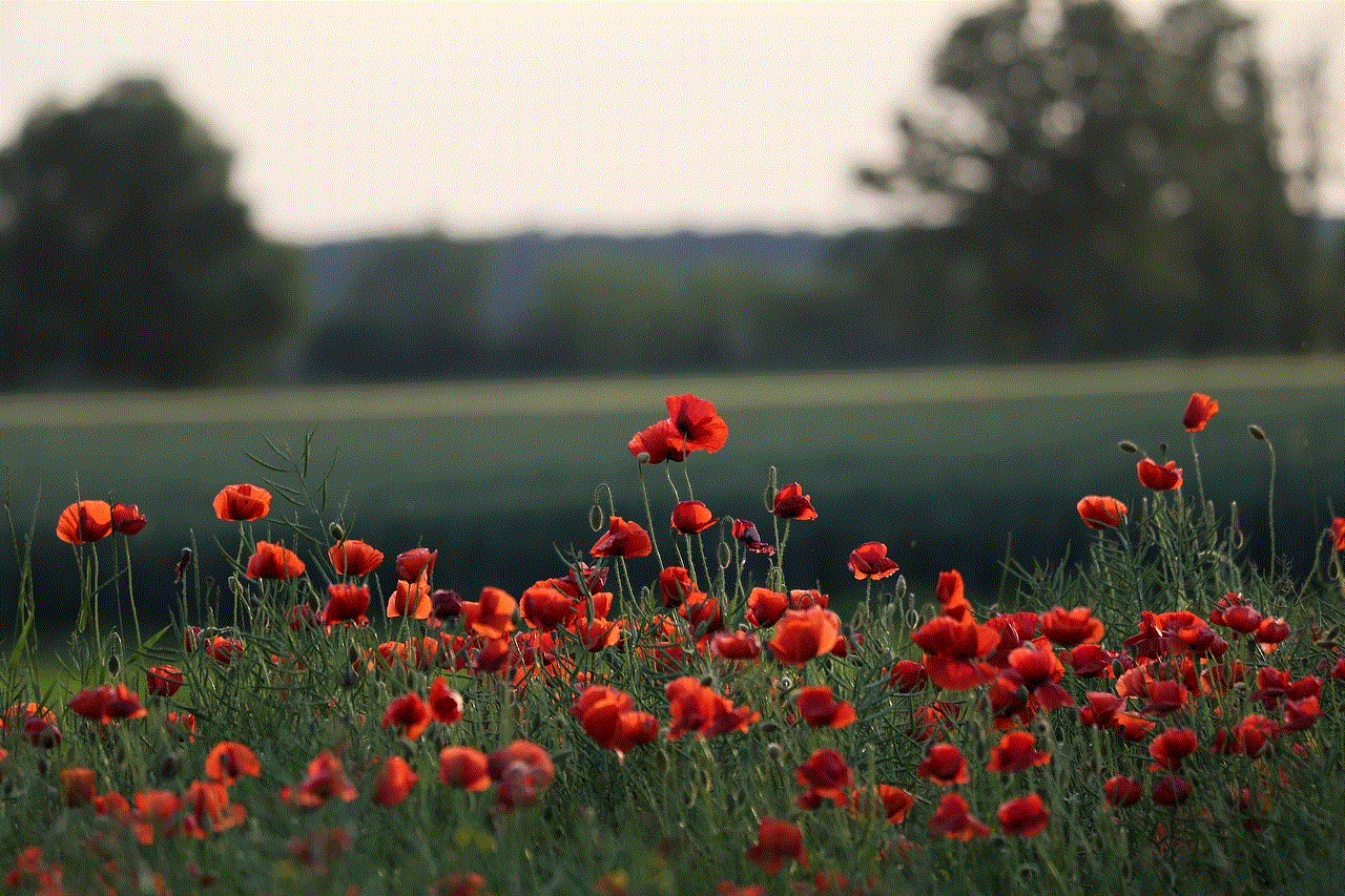 Red Poppies Flowers