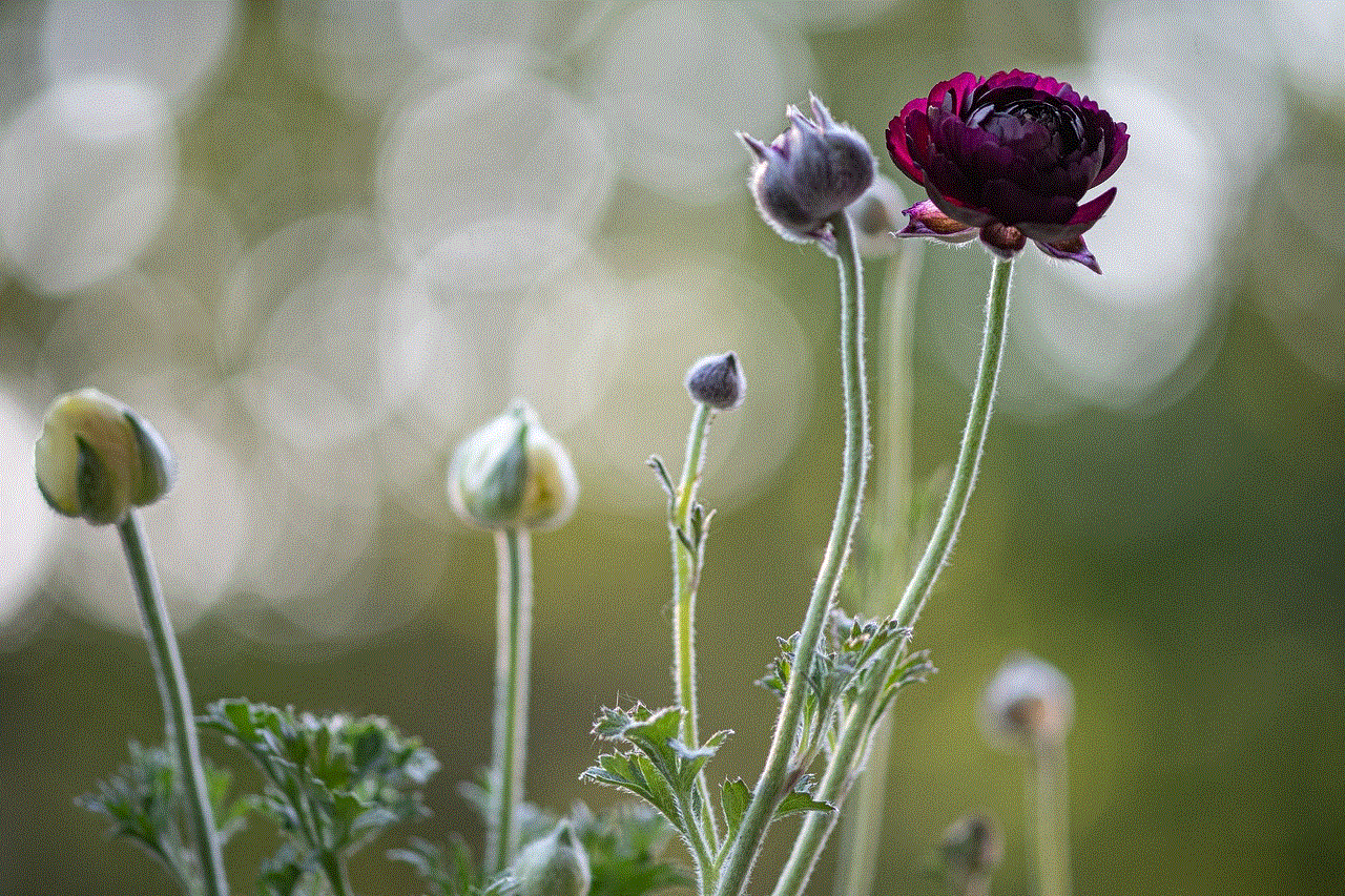 Ranunkeln Blossoms