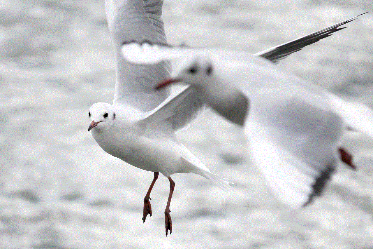 Seagull Bird