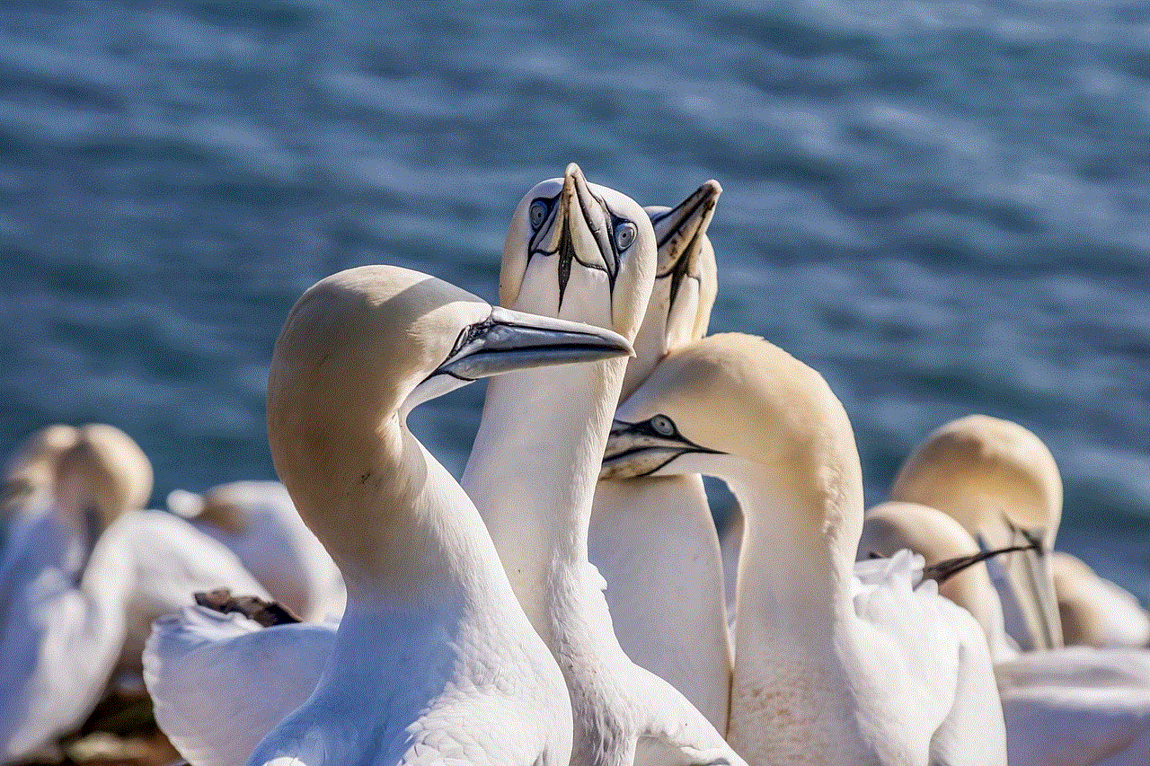 Sea Bird Northern Gannet