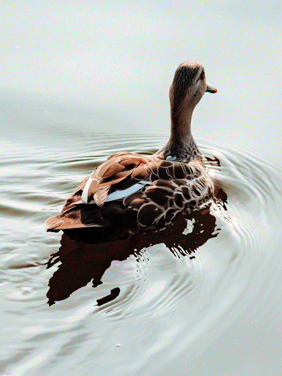 Duck Animal