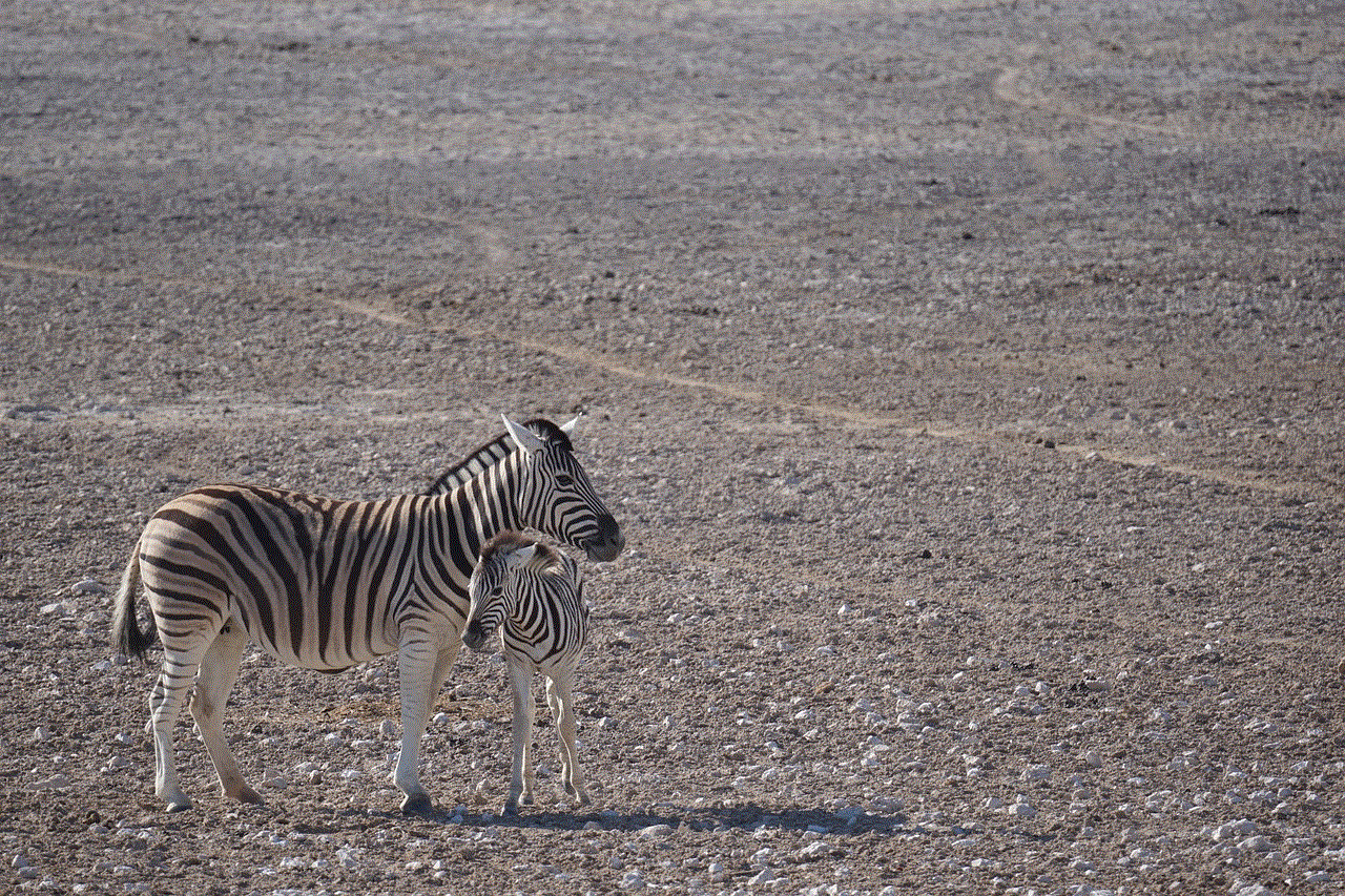 Zebra Namibia