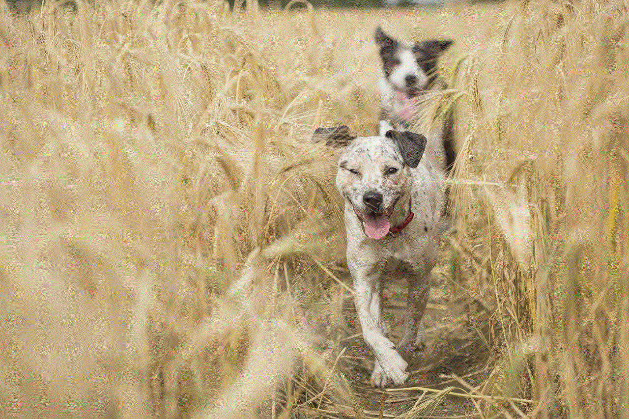 Dogs Running