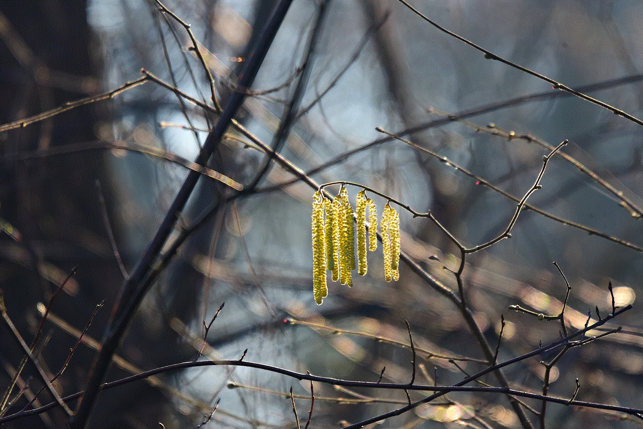 Catkin Fruit