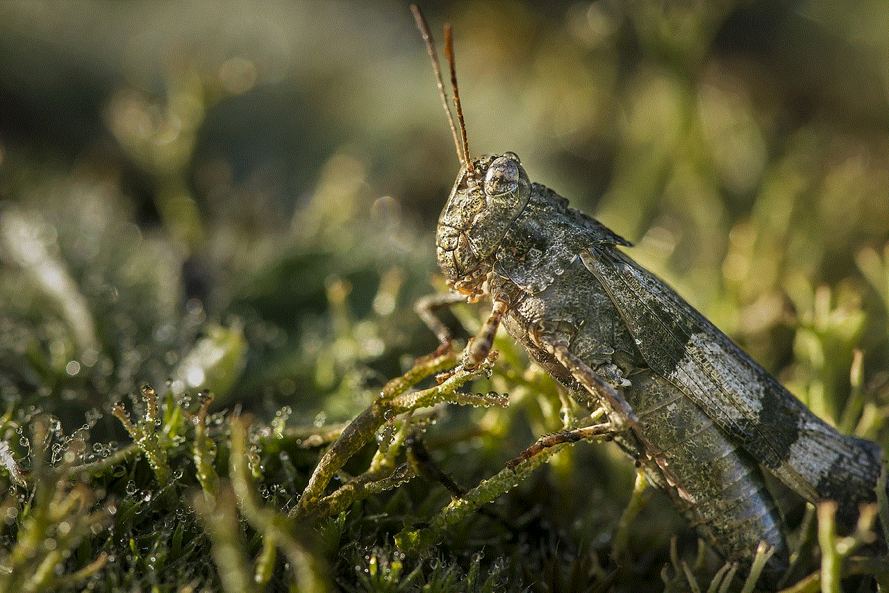 Grashopper Insect