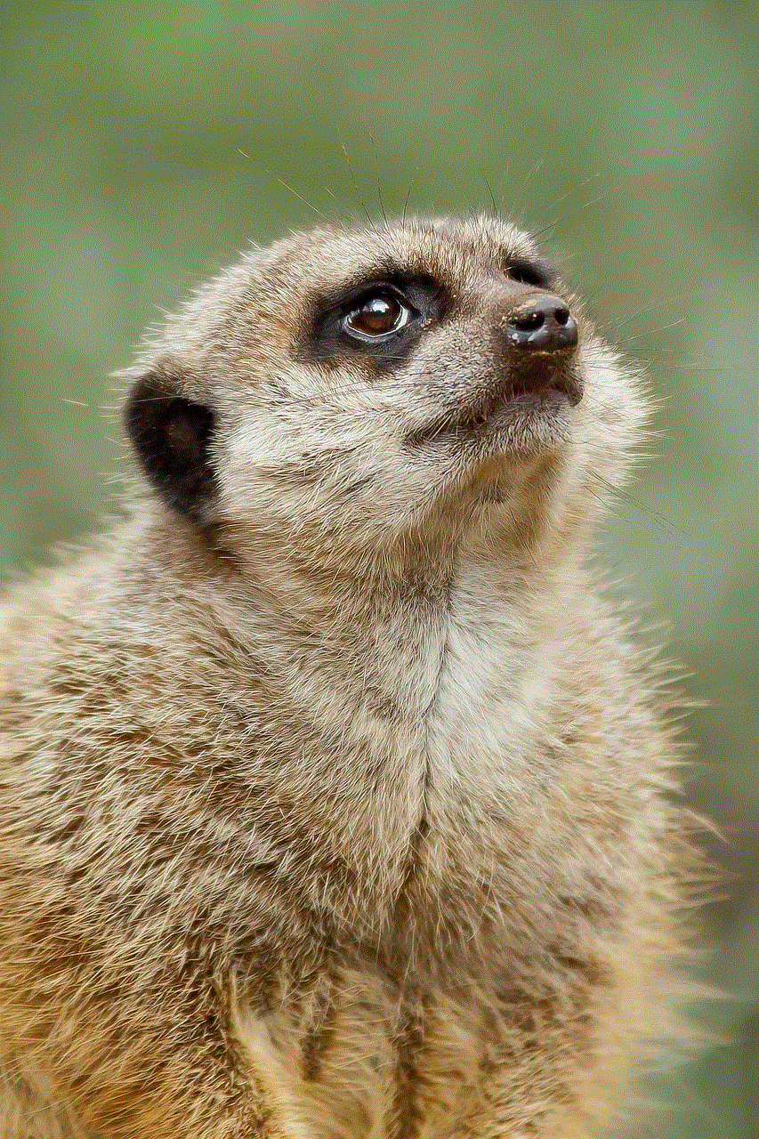 Meerkat Predator